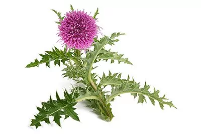 Blessed Thistle (Herb Top)