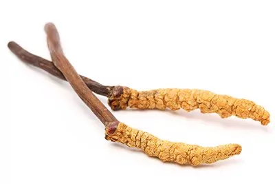 Cordyceps (Mycelia)