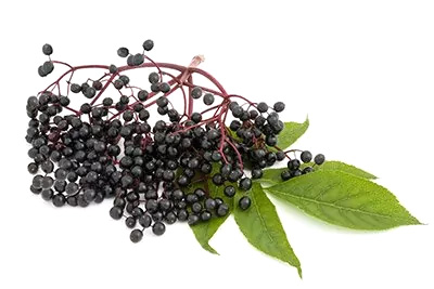 Elder (Berry)