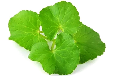 Gotu Kola (Leaf)
