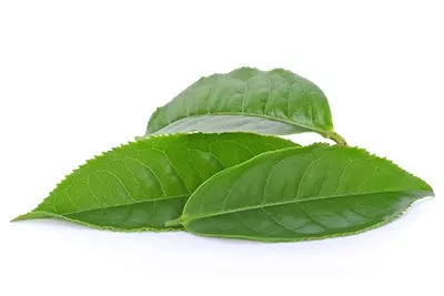 Green Tea (Leaf Extract)