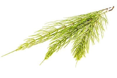 Horsetail (Herb)