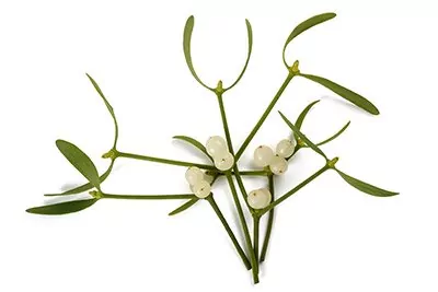 Mistletoe (Leaf)