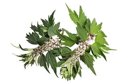 Motherwort (Herb)
