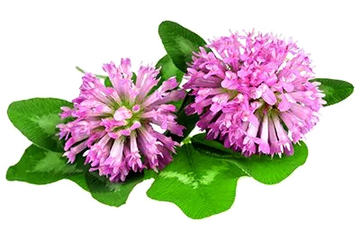 Red Clover (Blossom)