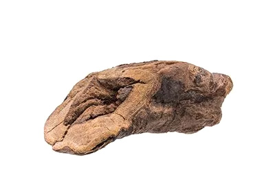 Turkey Rhubarb (Root)