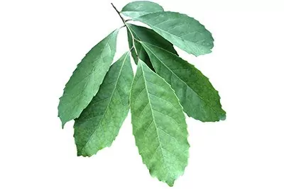 Yerba Mate (Leaf)