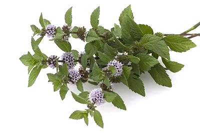Peppermint (Leaf)