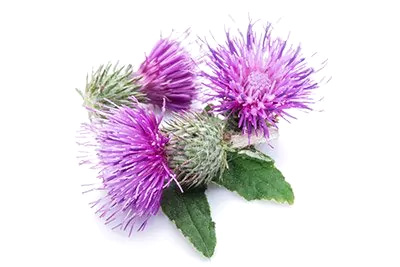 Milk Thistle (Seed)